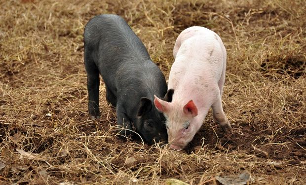 La demanda mundial de carne de cerdo sería de 119 millones de toneladas, 117 la de pollo y 69 la de bovino.