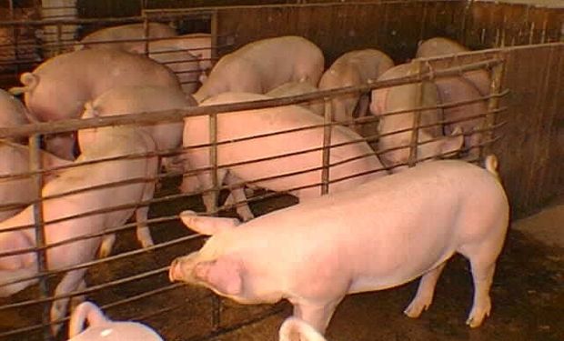 Los porcinos deben ser alimentados con granos o alimento balanceado procedente de lugares aprobados.