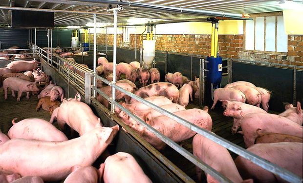 El consumo de cerdo trepó un 20% en siete meses