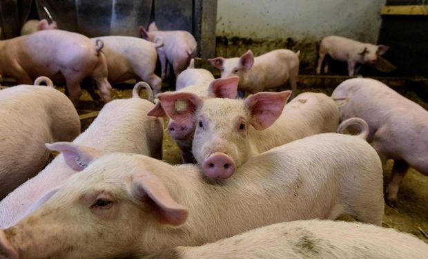 "La cadena porcina ha experimentado un crecimiento importante en los últimos años", destacó la entidad rosarina.