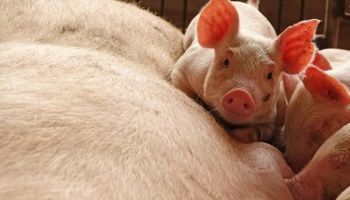 Se extiende el virus de la fiebre porcina: China informó un nuevo caso