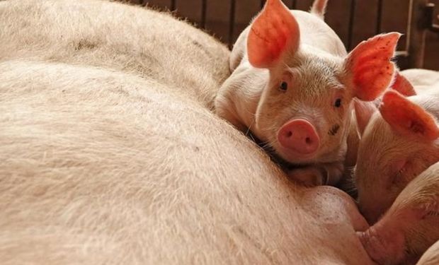 China informó nuevo caso de fiebre porcina.