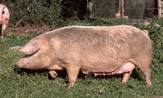 Los cerdos pueden contraer la triquinosis cuando son criados en malas condiciones de higiene, con presencia de roedores y alimentados con basura.