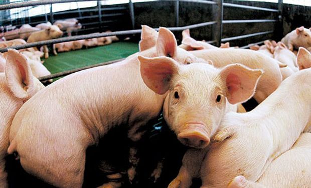 600 madres porcinas aportan su producción.