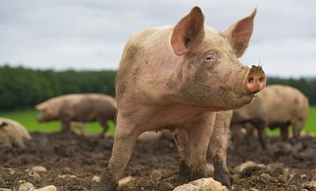 Fuertes subas para los futuros de cerdo en China por los brotes de peste porcina africana