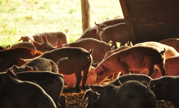 Avanza la producción de carne de cerdo.