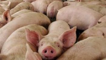 Faena controlada a 18 cerdos con triquinosis
