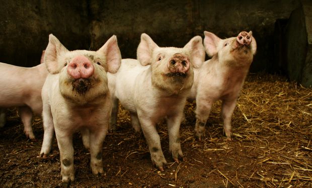 Peste porcina africana: Argentina refuerza los controles ante la presencia de casos en América
