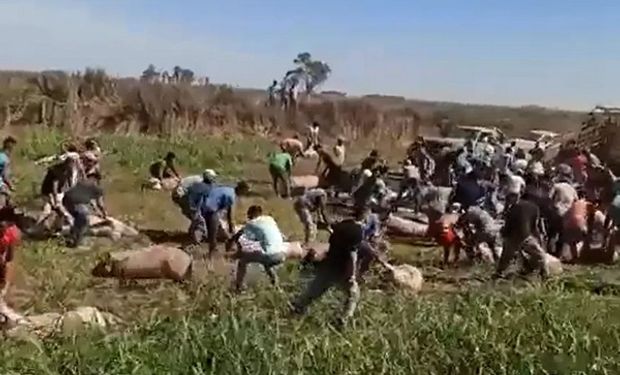 Imágenes impactantes: faenan cerdos en la ruta tras el vuelco de un camión