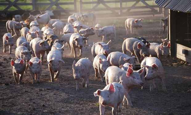 Desarrollan un nuevo test de fiebre aftosa para cerdos: fácil de implementar y económico