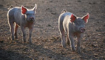 Granjas porcinas: los sistemas de emergencia y alarma que recomiendan especialistas