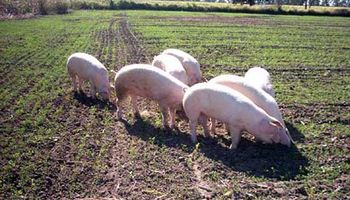 El productor porcino busca animales de buena genética