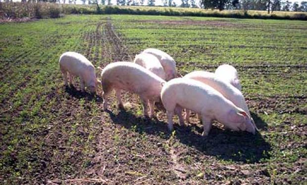 El productor porcino busca animales de buena genética