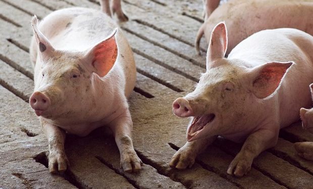 Cerdo: una campaña busca frenar la inversión china en Argentina