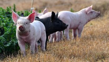 Recomendaciones para prevenir la triquinosis