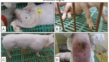 Qué dicen los nuevos estudios de China sobre las variantes de la peste porcina africana