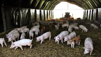 Creció la actividad porcina en la provincia de Buenos Aires