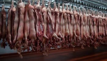 La ractopamina y la competencia desleal en el mercado porcino