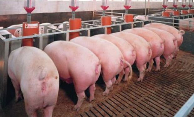 Cómo influye la localización de las granjas de cerdo en el saldo técnico del IVA.