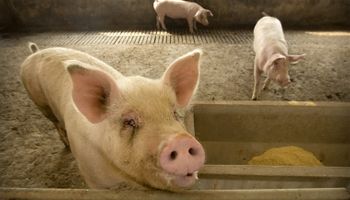 Los futuros de harina de soja en China registraron la mayor caída diaria en más de 2 años