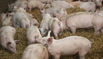 Cerdos clonados: ¿potenciales donantes de corazones para humanos?