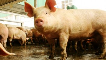 Confiscaron 150 cerdos por brote de triquinosis en Córdoba