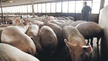 UE decide el ingreso de cerdos de EE.UU.
