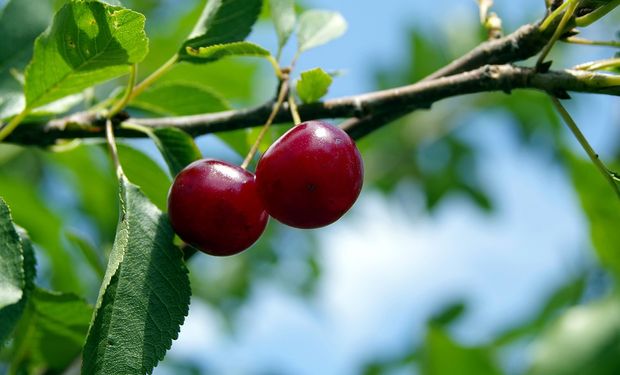 Beneficiará la calidad final de la fruta que se comercializa a diferentes mercados