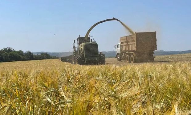 Cereais de inverno "ameaçam" milho na dieta de bovinos para cortes nobres