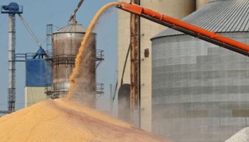 Liquidación sube 28% y cerealeras cumplen promesa al Gobierno