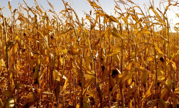 El cultivo más perjudicado sería el maíz.