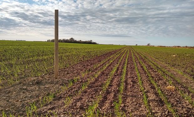 Trigo y cebada: el programa sostenible que aumenta el rendimiento en un promedio de 140 kilos por hectárea