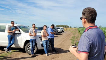 Alerta por el "cerebro de la soja", una situación que se ve en el 80% de los campos