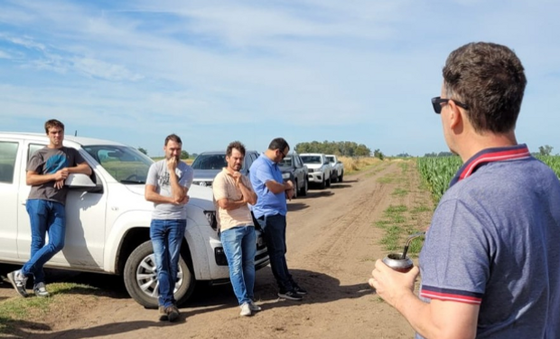 Alerta por el "cerebro de la soja", una situación que se ve en el 80% de los campos