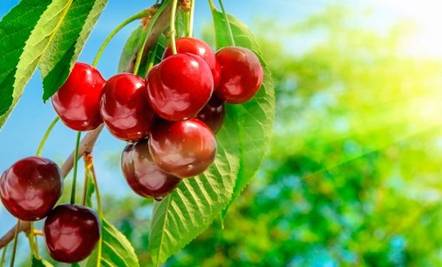 Las cerezas suben sus ventas al exterior año tras año