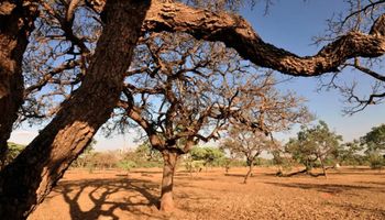 Mudanças climáticas pressionam por mais irrigação nos Cerrados para produção alimentos