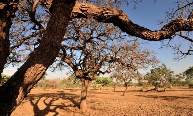 Mudanças climáticas pressionam por mais irrigação nos Cerrados para produção alimentos