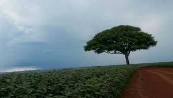 Agro fixa mais carbono que vegetação nativa em áreas do Cerrado