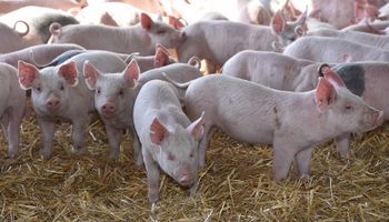 Se oficializó la ayuda al sector porcino con 1200 millones de pesos: cómo acceder al beneficio
