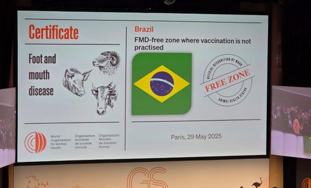 Declaran a Brasil país libre de fiebre aftosa sin vacunación: antes de lograrlo vacunó el equivalente a 13 veces el stock ganadero mundial