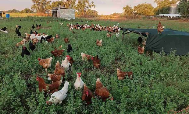 Lanzan el registro de establecimientos avícolas con sistemas pastoriles en Buenos Aires