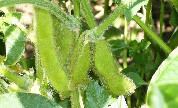 Estiman que el precio de la soja seguirá cayendo el año próximo