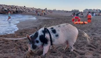 Insólito: tiene un chancho como mascota y lo pasea por la playa de Mar del Plata