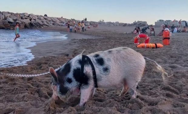 Insólito: tiene un chancho como mascota y lo pasea por la playa de Mar del Plata