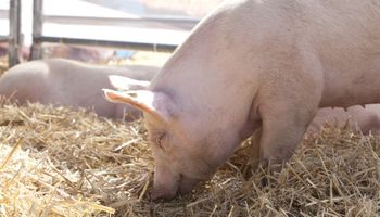 La producción de cerdo creció un 7 % y marcó un máximo histórico para el primer cuatrimestre del año