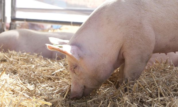La producción de cerdo creció un 7 % y marcó un máximo histórico para el primer cuatrimestre del año