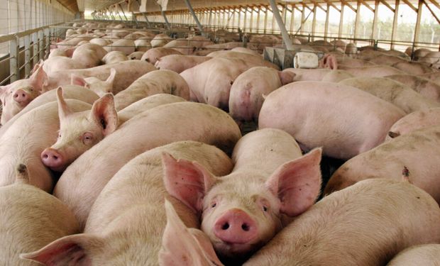 China recuperó el stock porcino y registró un récord en la producción de carnes