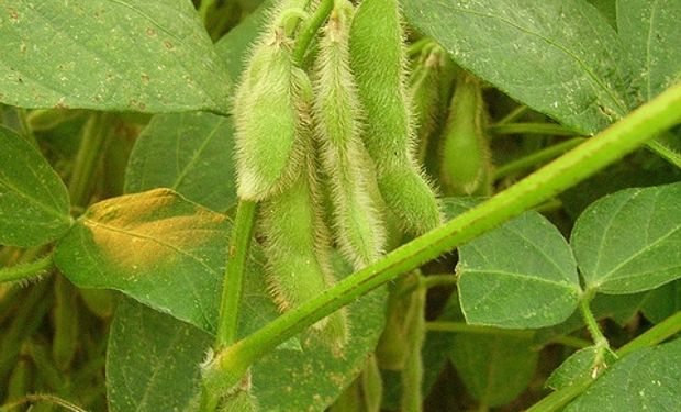 Lanworth redujo estimaciones de producción de soja y maíz en EEUU