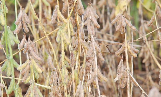 Se perdieron un millón de toneladas de soja