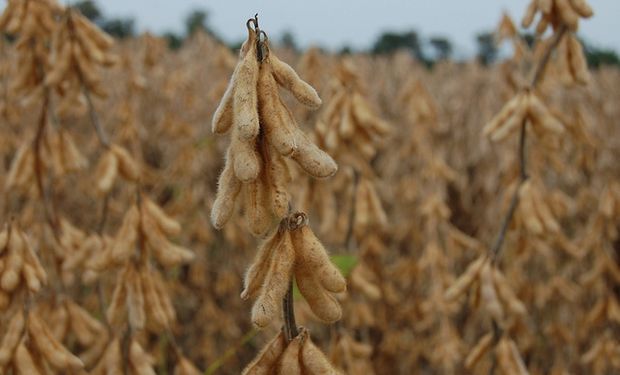 Lanworth mantiene estimaciones de cosechas soja y maíz en EEUU